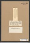 Nitzschia vermiculata Castr. (de-Toni-Nr.: Genus 47, Species 2052) Zeichnungen Sammlung Grunow Nr. 4059 (NHMW-BOT-W0371892)